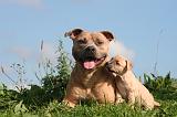 AMSTAFF  ADULT & PUPPIES 078
